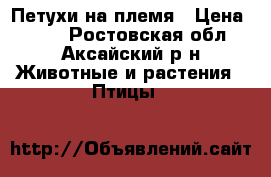 Петухи на племя › Цена ­ 500 - Ростовская обл., Аксайский р-н Животные и растения » Птицы   